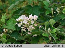 Hydrangea quercifolia Harmony