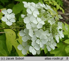 Hydrangea quercifolia Little Honey