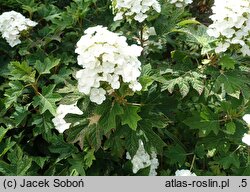 Hydrangea quercifolia Ruby Slippers