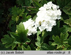 Hydrangea quercifolia Ruby Slippers