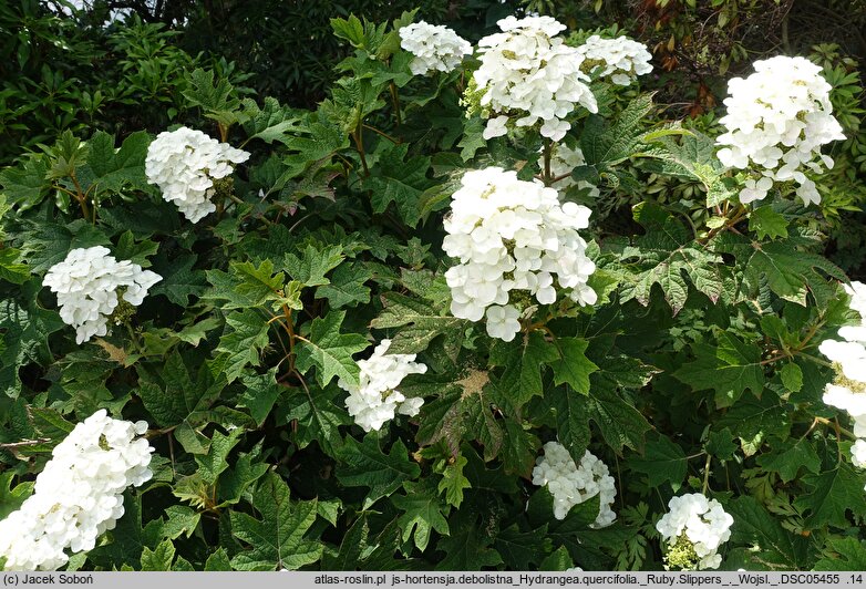 Hydrangea quercifolia Ruby Slippers