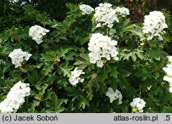 Hydrangea quercifolia Ruby Slippers