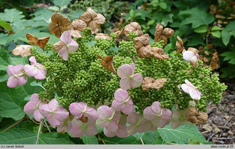 Hydrangea quercifolia Sike's Dwarf