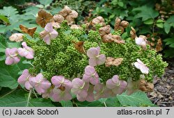 Hydrangea quercifolia Sike's Dwarf