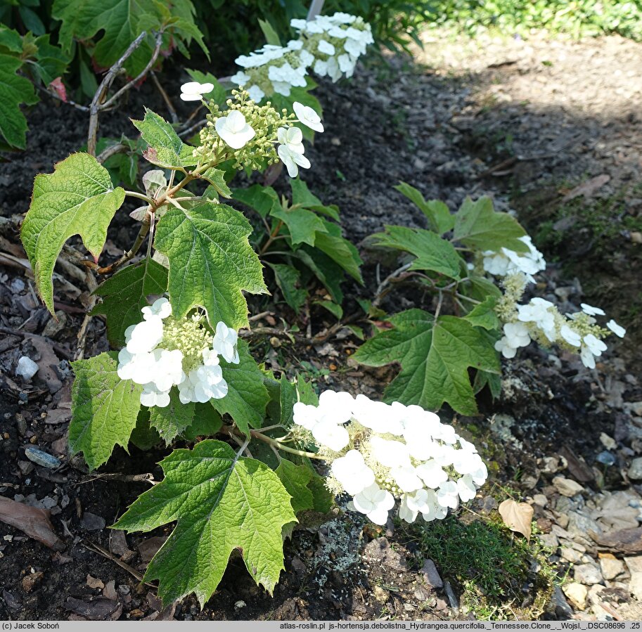 Hydrangea quercifolia Tennessee Clone