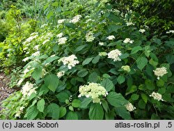 Hydrangea cinerea