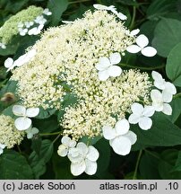 Hydrangea cinerea