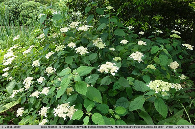 Hydrangea cinerea