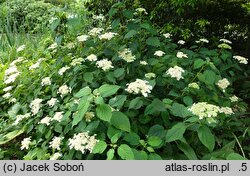 Hydrangea cinerea