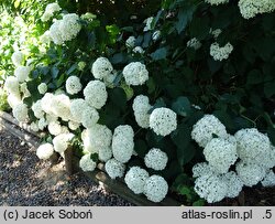 Hydrangea arborescens Bounty