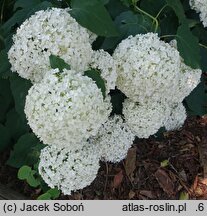 Hydrangea arborescens Bounty