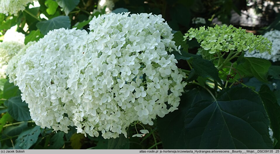 Hydrangea arborescens Bounty