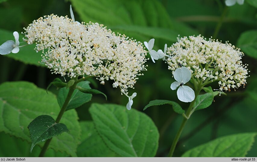 Hydrangea arborescens Dardom