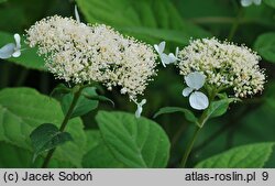 Hydrangea arborescens Dardom