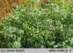 Hydrangea arborescens Emerald Lace