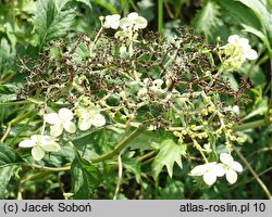 Hydrangea arborescens Emerald Lace