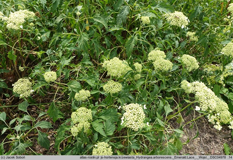 Hydrangea arborescens Emerald Lace