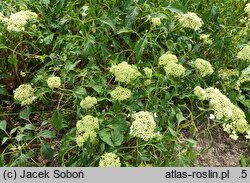 Hydrangea arborescens Emerald Lace