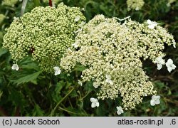 Hydrangea arborescens Emerald Lace