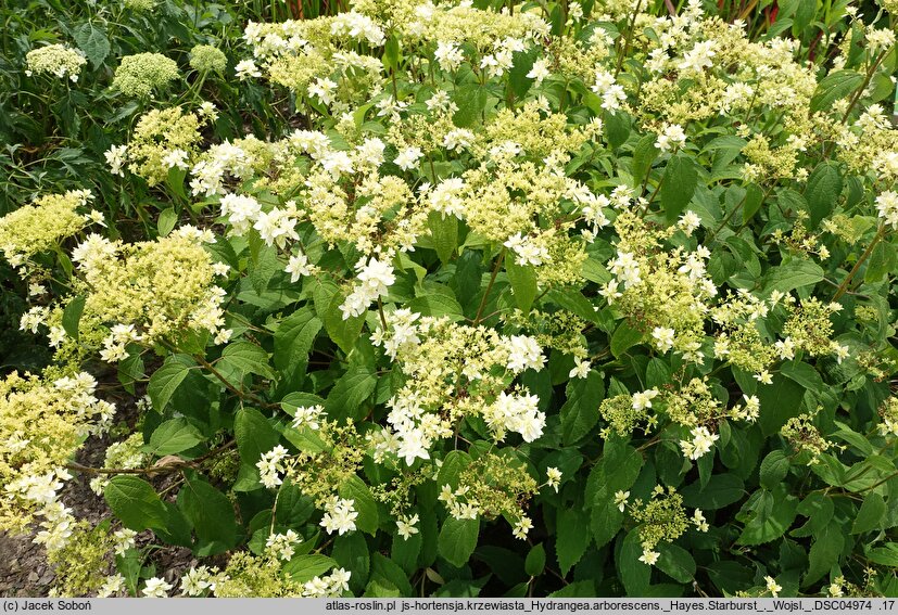 Hydrangea arborescens Hayes Starburst