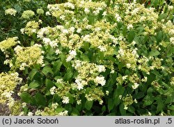 Hydrangea arborescens Hayes Starburst