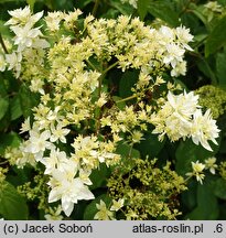 Hydrangea arborescens Hayes Starburst
