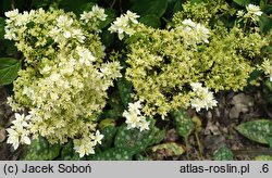 Hydrangea arborescens Hayes Starburst