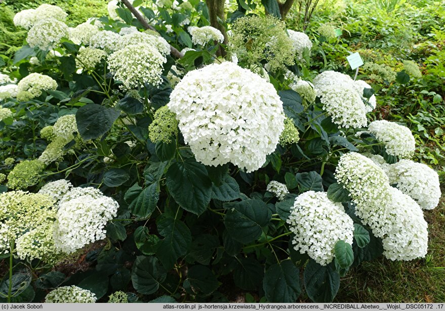 Hydrangea arborescens Strong Annabelle