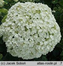 Hydrangea arborescens Strong Annabelle