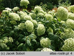 Hydrangea arborescens Puffed Green