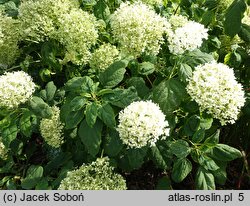 Hydrangea arborescens Puffed Green