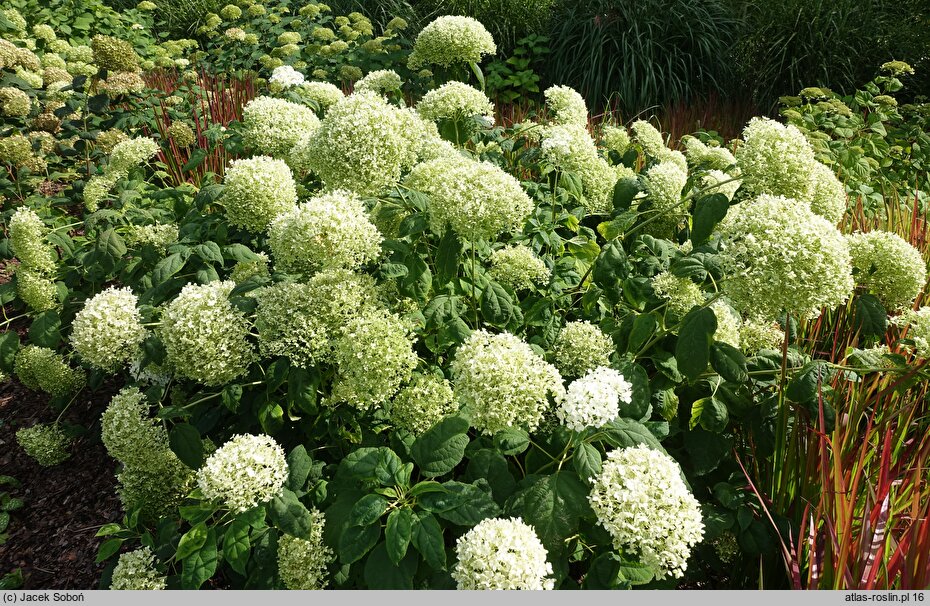 Hydrangea arborescens Puffed Green