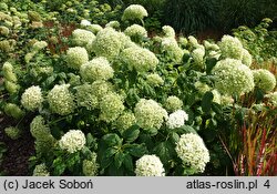 Hydrangea arborescens Puffed Green