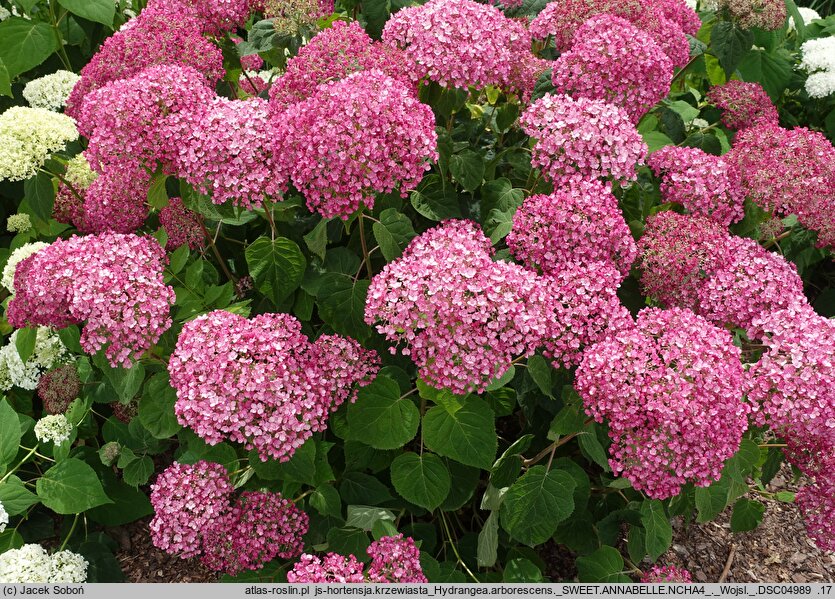 Hydrangea arborescens Sweet Annabelle