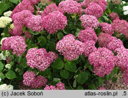 Hydrangea arborescens Sweet Annabelle