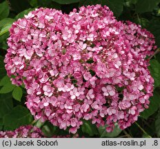 Hydrangea arborescens Sweet Annabelle