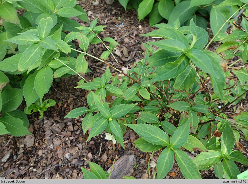 Hydrangea petiolaris Mine-no-yuki