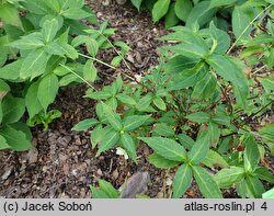 Hydrangea petiolaris Mine-no-yuki