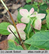 Hydrangea petiolaris Mine-no-yuki