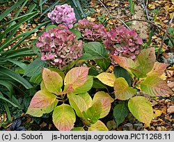 Hydrangea macrophylla (hortensja ogrodowa)