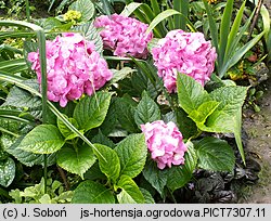 Hydrangea macrophylla (hortensja ogrodowa)