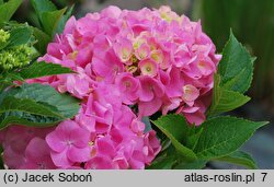 Hydrangea macrophylla Adria