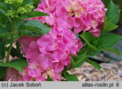 Hydrangea macrophylla Adria