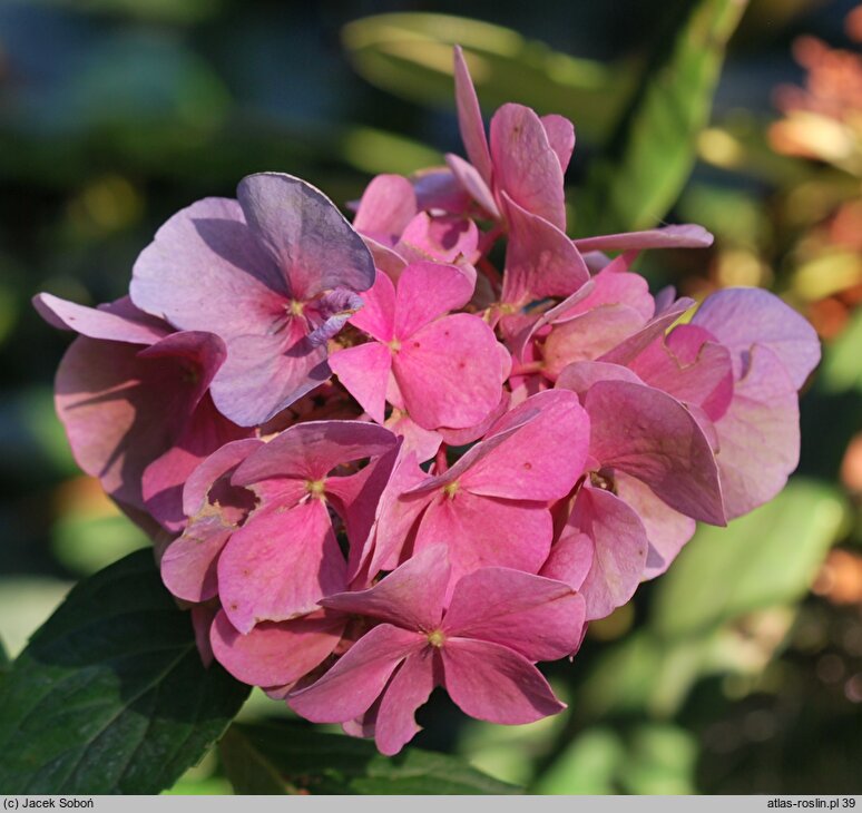 Hydrangea macrophylla Black Steel Pink