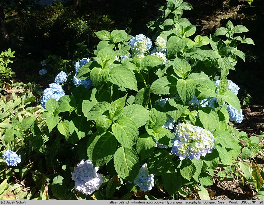 Hydrangea macrophylla Bonquet Rose