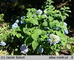 Hydrangea macrophylla Bonquet Rose