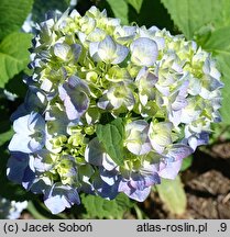 Hydrangea macrophylla Bonquet Rose