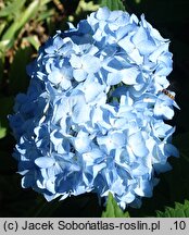 Hydrangea macrophylla Bonquet Rose