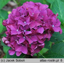 Hydrangea macrophylla Brügg