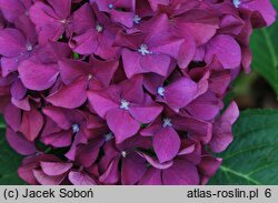 Hydrangea macrophylla Brügg